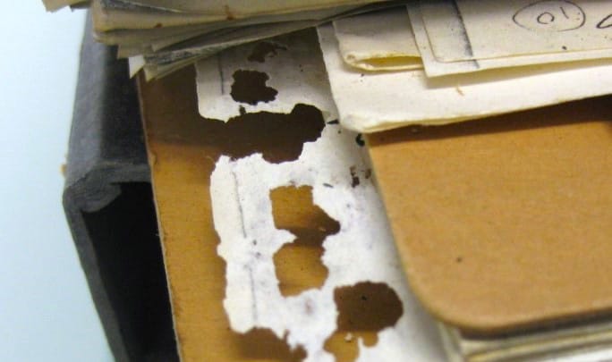 Documento em papel com danos causados por pragas e pestes