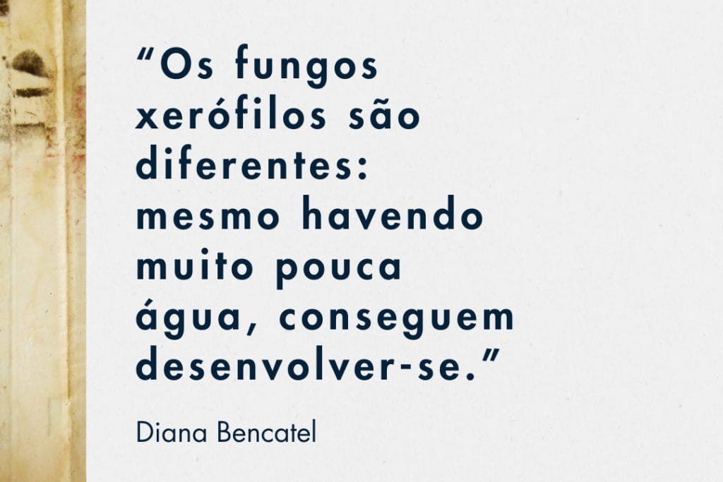 Frase do podcast da Conservação num Clique